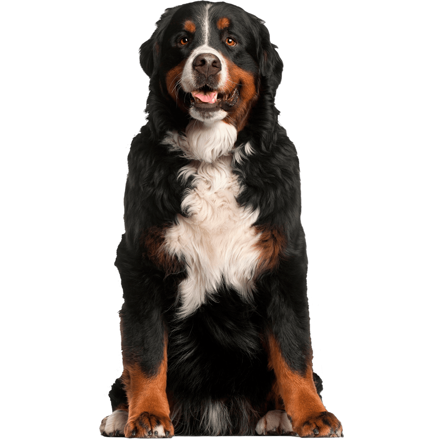 Planes de despedida a futuro para mascotas: por qué vale la pena planificar